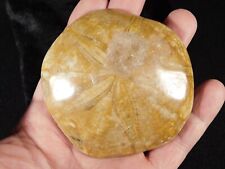 Larger Polished 150 Million Year Old SAND DOLLAR Fossil 170gr picture