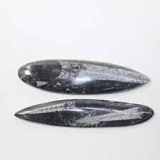 2 Orthoceras Fossils  #4423 picture