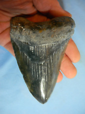 VERY LARGE  4 3/4  INCH  MEGALODON SHARK TOOTH FOSSIL picture