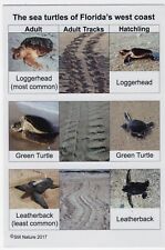 The Sea Turtles of Florida's West Coast Information Card 6