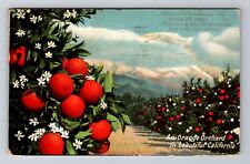An Orange Orchard In Beautiful California, Antique Vintage c1909 Postcard picture