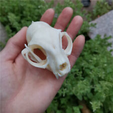 Hot 1PCS products shelves skull bone animal specimens supplies art bone picture