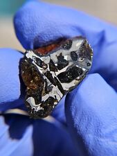 Meteorite**NWA Unc. Pallasite**7.450 gram, New Gorgeous Etched Pallasite  picture