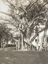 Palm Beach Florida FL Large Banyan Tree Antique Stereoview SV Photo picture