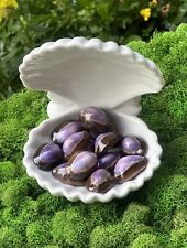 Wholesale 59 pcs Cypraea mauritia Arabian Purple Erones Cowrie Shells, 1