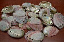 25 PCS NATURAL RED ABALONE SEA SHELL (ONE SIDE POLISHED) 2