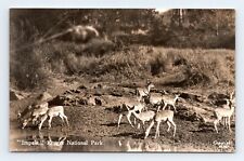 RPPC Impala Kruger National Park South Africa UNP Postcard P6 picture