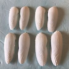 Four Pairs Angel Wing Seashells 64mm Hand Picked Washed From 10,000 Islands FL picture