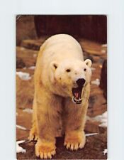 Postcard Polar Bear Chicago Zoological Park Illinois USA picture