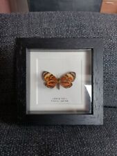Boisduval's Tiger Taxidermy Moth Frame (Chetone histrio) picture