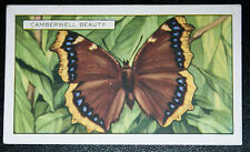 CAMBERWELL BEAUTY   Butterfly   Vintage Colour Card    CD08 picture