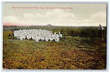 c1910s Birds Island Near Kiamath Falls Herd Of Young Pelicans Oregon OR Postcard picture