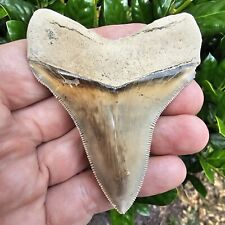Killer Lee Creek Chubutensis Shark Tooth Fossil Not Megalodon picture