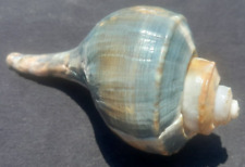 Channeled Whelk Shell Multicolored Unique Pattern NICE FIND MUST SEE picture