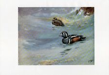 Harlequin Duck - 1958 Beautiful Vintage Bird Print by G.E.Lodge Great Gift picture