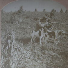 c1900 Hunter Firing Gun with Dogs in Cornfield B.W. Kilburn Stereoview 71 picture