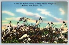 Cranes and Egrets Roosting Everglades National Park Fla Pos. Linen Postcard B 21 picture