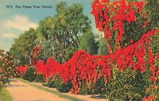 Jacksonville Florida, Brilliant Colorful Flame Vine, Vintage Postcard picture