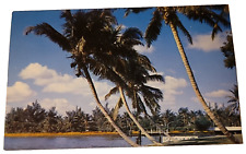 Whispering Palms, Miami Beach Florida Natural Color Postcard Unused A1 VTG  picture