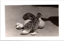 Two Ostrich Chicks Hatched-RPPC Postcard picture