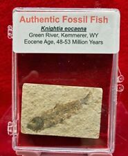 EXAMPLE Authentic Baby Knightia eocaena Green River Fossil Fish #4066 picture
