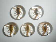 Insect Cabochon Golden Scorpion Specimen Round 25 mm Clear 10 pieces Lot picture