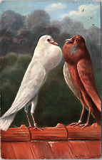 Two Brunner Pouter Birds Pigeons - Artist Signed Postcard 1906 - August Muller picture