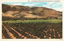 CA California, An Orange Grove Near the Foothills, Vintage Postcard picture