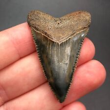 Interesting Position SC Great White Shark Tooth Fossil Sharks Teeth Fossils picture