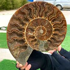 2.6LB Rare Natural Tentacle Ammonite FossilSpecimen Shell Healing Madagascar picture