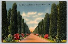 A Beautiful Scenic Street Lined with Australian Pines in Florida FL Postcard picture