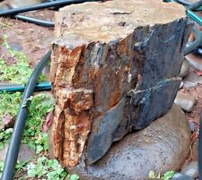 Rare Petrified Wood Trunk Bark 50 Lb Fossil Petrified Knotted String Artefact  picture