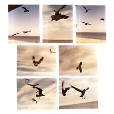 Flock of Seagulls Photos 1980s Set of 7 Sunset Clouds Sky Horizon Snapshot A4367 picture