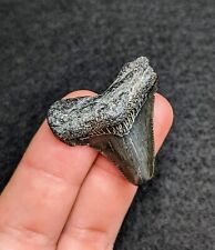 Sweet Bargain Megalodon Shark Tooth North Carolina Gem picture