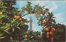 Oranges Encircling the Citrus Tower, Clermont, Florida FL c1970s Postcard 8066.1 picture