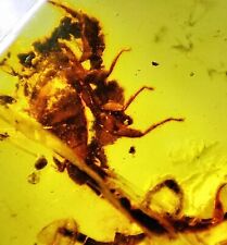 Rare Huge Complete Scorpion Late Cretaceous  Burmite Amber 99 MYA  Fossil  picture
