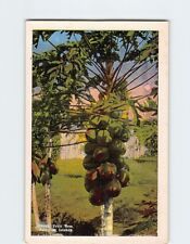 Postcard Papaia Fruit Tree Hawaiian Islands USA picture