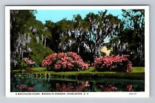 Charleston SC-South Carolina, Matchless, Magnolia Gardens, Vintage Postcard picture