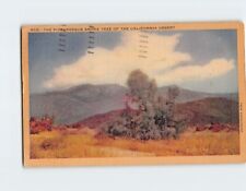 Postcard The Picturesque Smoke Trees Of The California Desert California USA picture