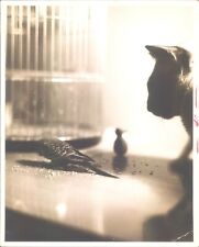 GA85 Original Photo CAT AND BIRD Animal Friends Feathers Cage Feeding Time Pets picture