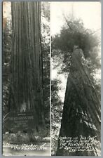 RPPC Postcard The Founders Tree Worlds tallest 364 ft High Dyerville Flats CA picture