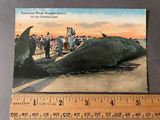 VINTAGE ENORMOUS WHALE WASHED ASHORE ON THE FLORIDA COAST POSTCARD picture