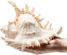 Large White Murex Ramosus Natural Conch Seashell Rare Real Aquarium 7