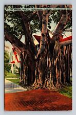 St Petersburg FL- Florida, Banyan Tree, Antique, Vintage c1941 Postcard picture
