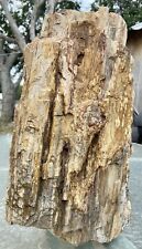 MASSIVE 28# Fossil Wood* Colorful~Druzy~Common Opal~Detailed~Solid Petrifaction picture