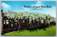 Tombstone Arizona Az Worlds Largest Rose Bush Unp Postcard picture