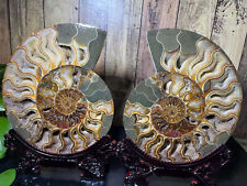 5.79lb A pair of Split Ammonite Fossil Specimen Shell Healing Madagascar Decor+S picture