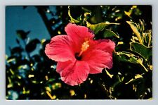The Hibiscus Flower In Hawaii  Vintage Souvenir Postcard picture