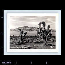 Vintage Photo LANDSCAPE DESERT JOSHUA TREE SOUVENIR PRINT picture