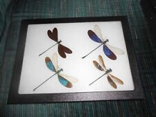 4 different real framed dragonflies in 6x8 riker mount    #15 picture